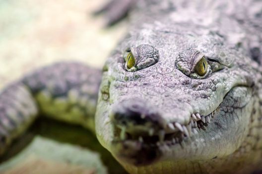crocodile head with toothy mouth and yellow eye close up on a green background