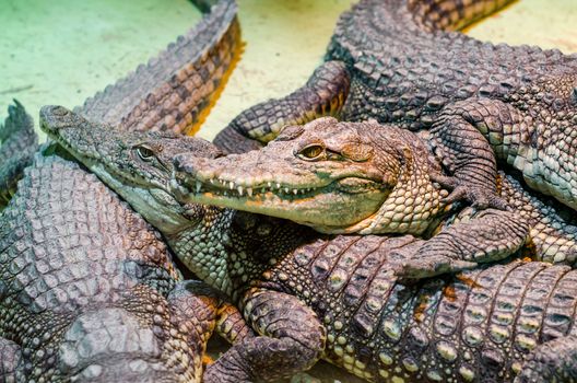 several alligator crocodiles dangerous carnivorous reptiles close up