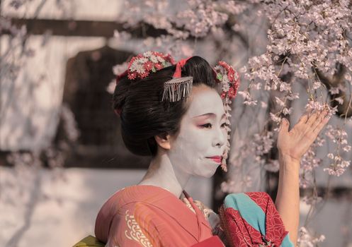 Maiko in a kimono posing in front of a traditional Japanese house surrounded by cherry blossoms.