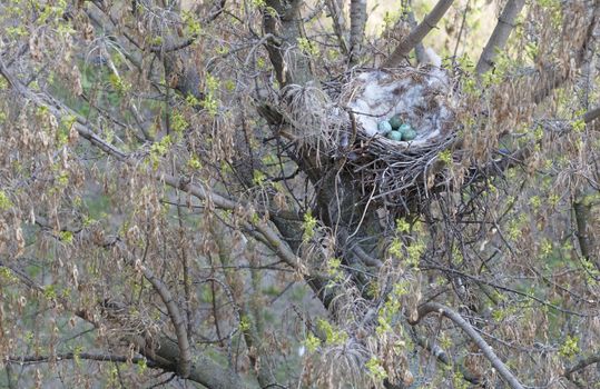 Early spring, a crow's nest on a tree, five green eggs in a nest