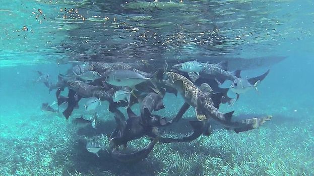 Nurse sharks and tuna around boat in the caribbean swimming snorkeling in the ocean