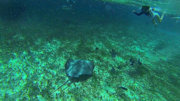 massive ray on the sea bed in belize caribbean sea snorkeling ocean underwater shot