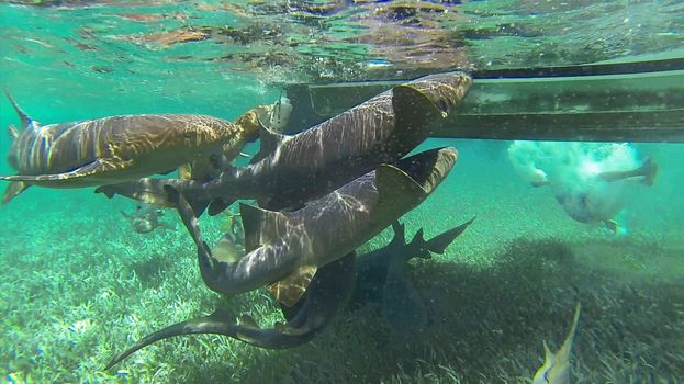 nurse sharks feeding round boat in belize shark ray alley caribbean snorkel swimming