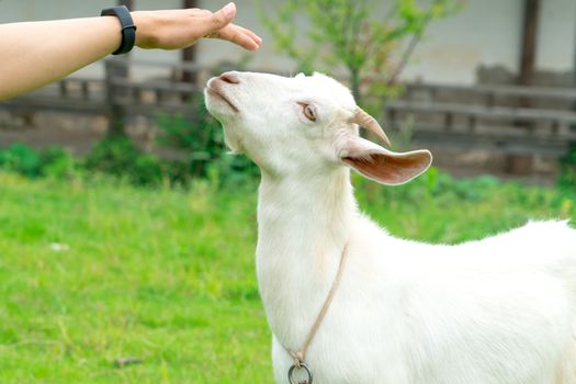 portrait the young white sheep on the grass background