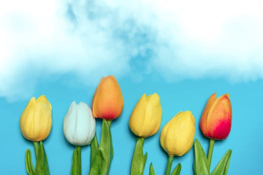 Tulips flower on blue backgrounds, spring season concept
