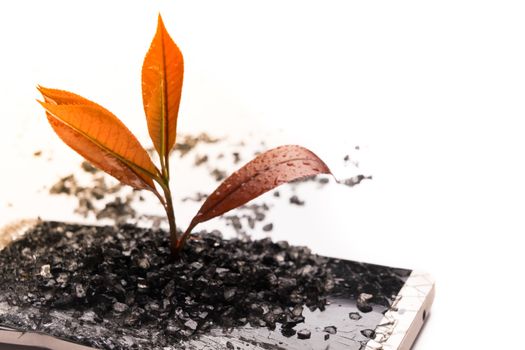 little tree growing on the broken smart phone, environment, knowledge, innovation and technology concept with copy space