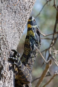 Goanna, a large predatory lizard climbing a tree
