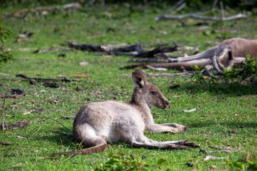 Kangaroo having a rest on a grassy area of bush land