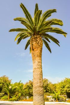 Single palm tree facing a beautiful blue sky on the island of Crete
