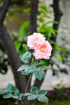 Beautiful pink roses in summer garden. close up pink rose and buds on background of greenery. flower garden in botanical garden. summer time concept.