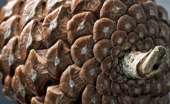 macro photography in horizontal view of the prickles of a pinecone