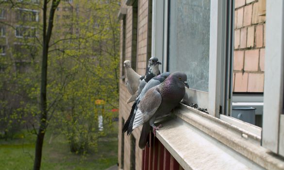 Close up pigeons pecking seeds on the windowsill of residential building. Spring in the city, young leaves on the trees