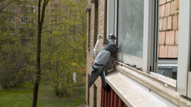 Close up pigeons pecking seeds on the windowsill of residential building. Spring in the city, young leaves on the trees