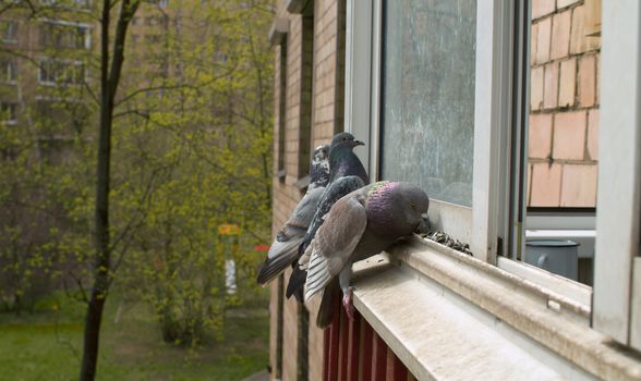 Close up pigeons pecking seeds on the windowsill of residential building. Spring in the city, young leaves on the trees