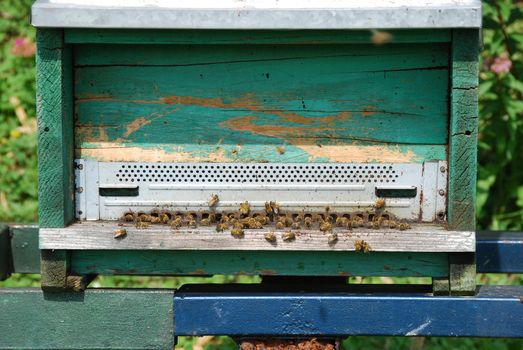 Bees flying in front of the arnia entry