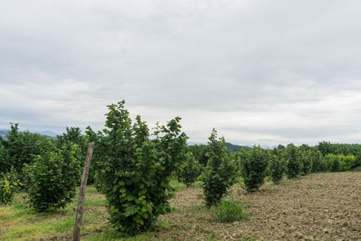 A field in the hills of some hazelnut trees