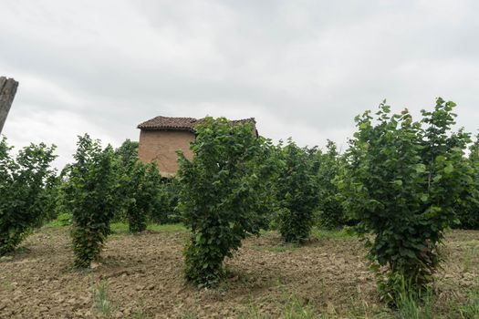 A field in the hills of some hazelnut trees