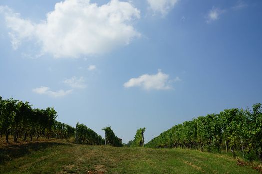 Vineyards near the village of La Morra, Piedmont - Italy