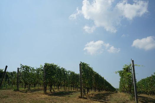 Vineyards near the village of La Morra, Piedmont - Italy