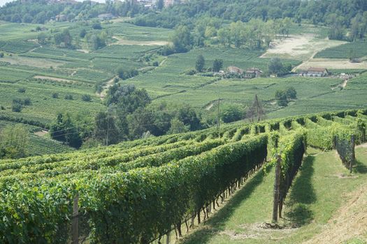 Vineyards near the village of La Morra, Piedmont - Italy