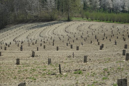 Field of young hazelnuts in the Langhe, Piedmont - Italy
