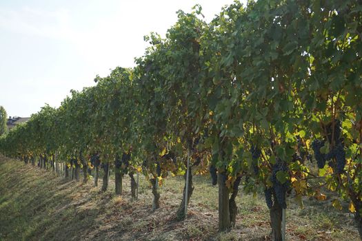 Vineyards waiting for harvest