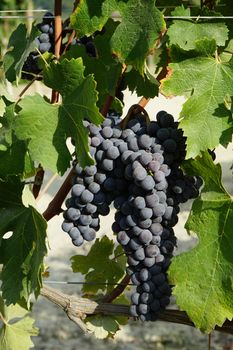 Vineyards waiting for harvest