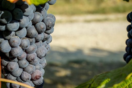 Vineyards waiting for harvest