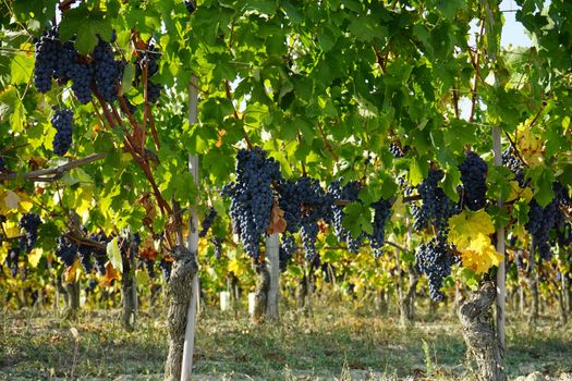 Vineyards waiting for harvest