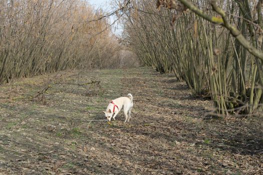 A young truffles dog is looking for truffle in a hazel grove of the Langhe, Piedmony - Italy