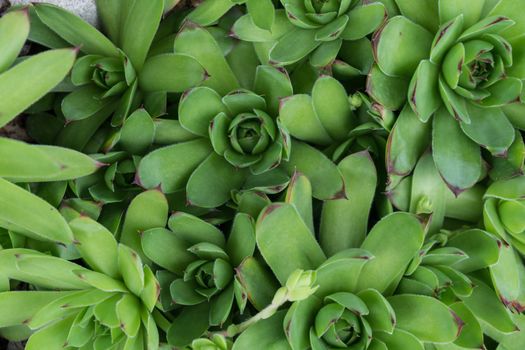 Green succulents draw geometric shapes