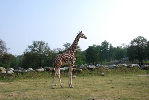 Lonely giraffe in a park