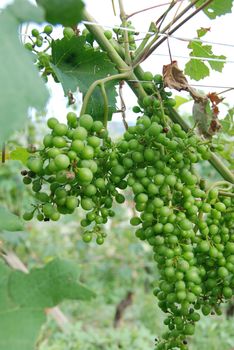 Nebbiolo grapes in Langhe vineyards, Piedmont - Italy