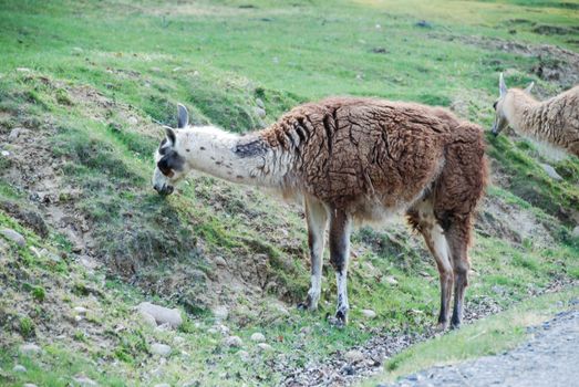 A lama is eating the grass