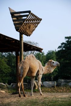 A quiet dromedary in a park in northern Italy