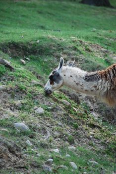 Lama: camelid originating in South America deriving from guanaco