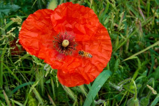 In a green meadow a red pavar