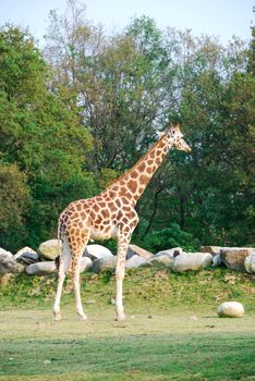 Lonely giraffe in a park