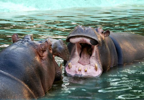 Hippopotamuses bathe in a tub