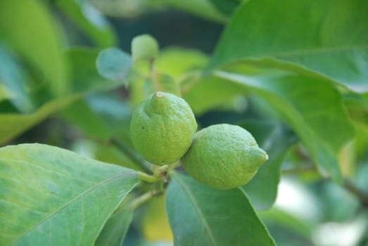 Lemons still green from the plant