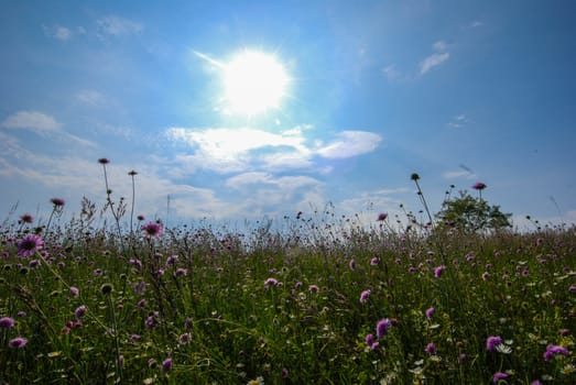 Sky and sun seen from a flowery meadow