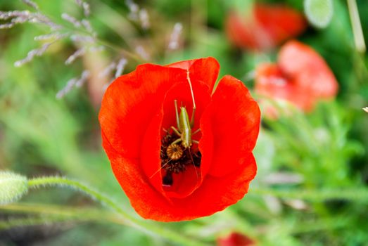Close up of a red poppy in the meadow
