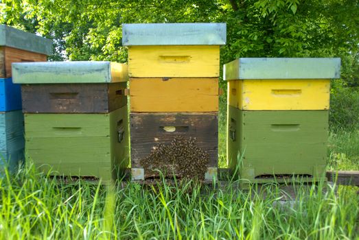 Bees in hives produce sweet honey