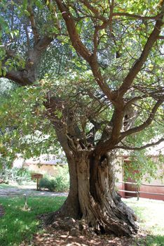 Olive Trees in Palinuro, Campania - Italy