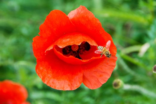 In a green meadow a red pavar with a bee