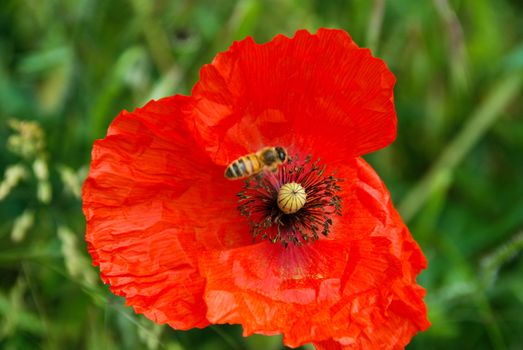 In a green meadow a red pavar with a bee