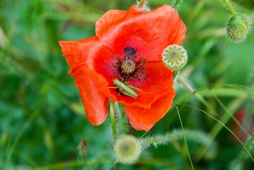 In a green meadow a red pavar