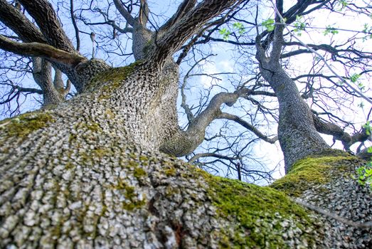 The trunk of a oak near Farigliano, Piedmont, Italy