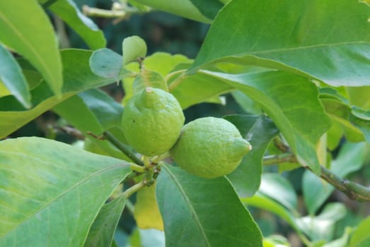 Lemons still green from the plant