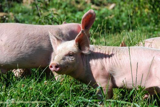 Free pigs in a green meadow